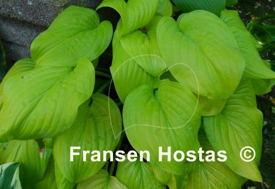 Hosta Tortilla Chip - Fransen Hostas